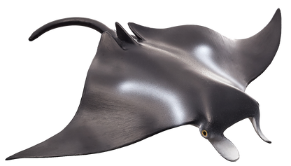 Mojo Fun Manta Ray