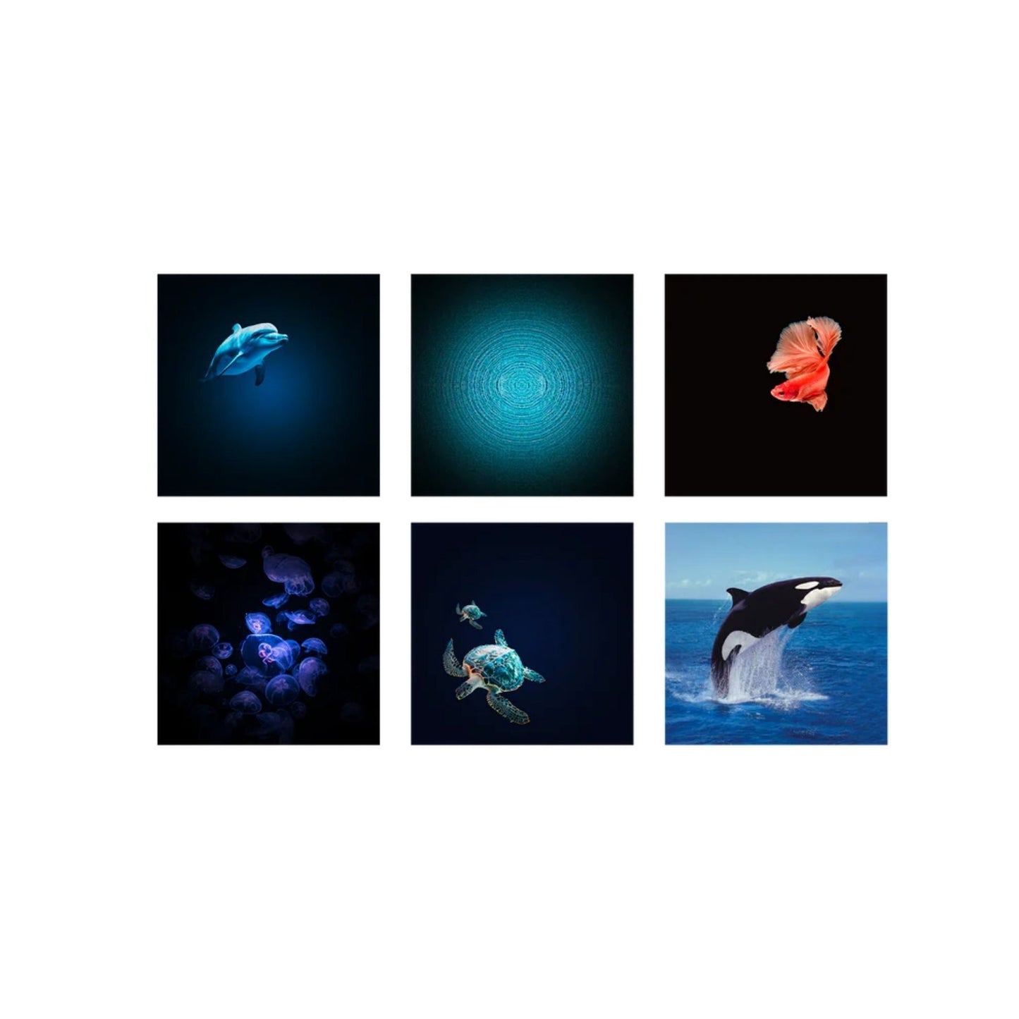 Kidywolf Projector - Oceans and Seas